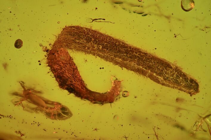 Detailed Fossil Plant Leaf (Gymnosperm) In Baltic Amber #73378